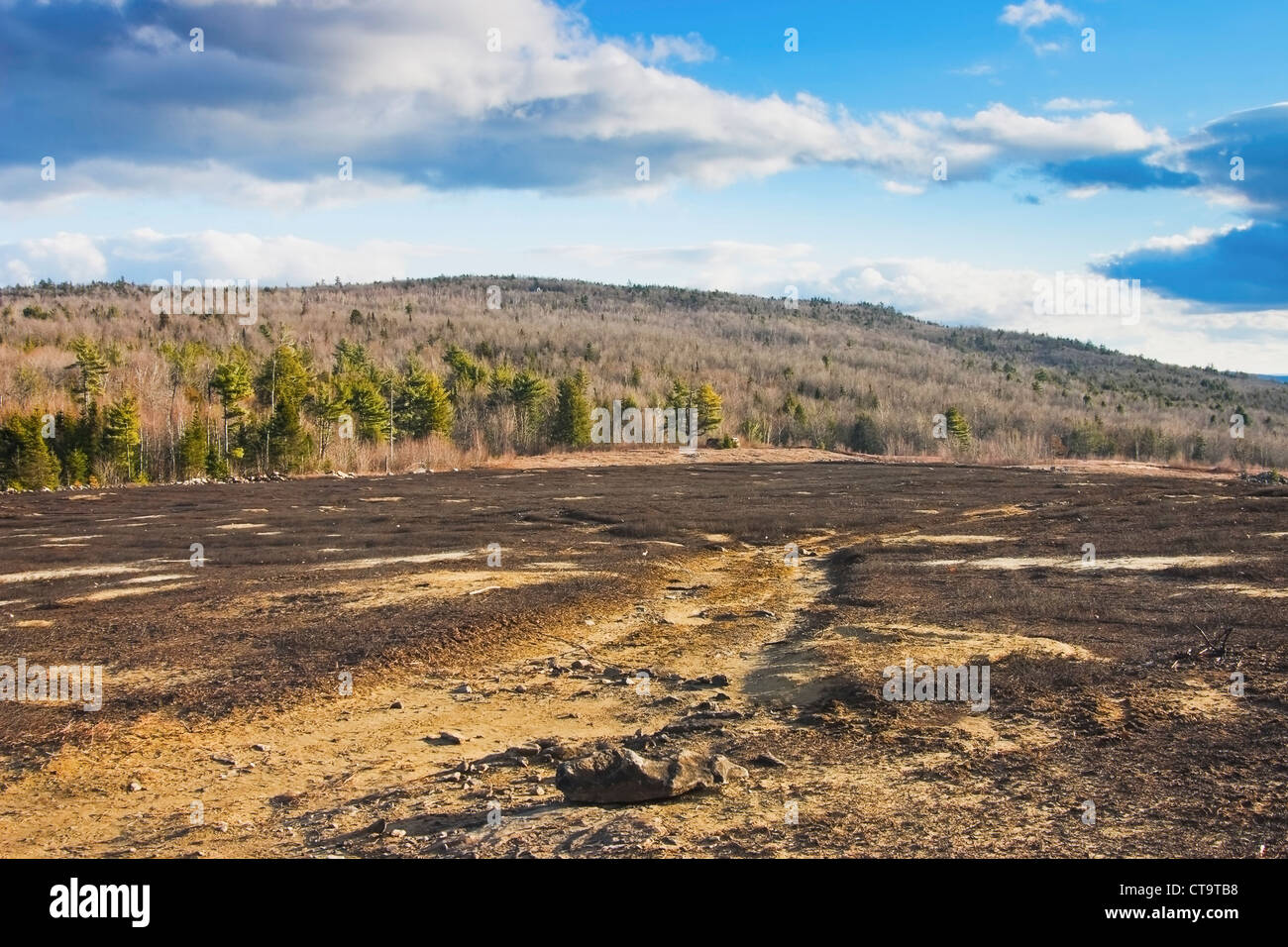 Verbrannte Heidelbeere Felder in Maine. Stockfoto