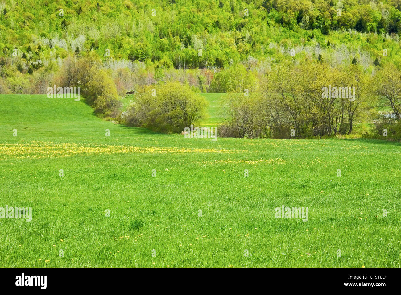 Feld-Hof Frühling erwacht mit Farbe in Maine. Stockfoto