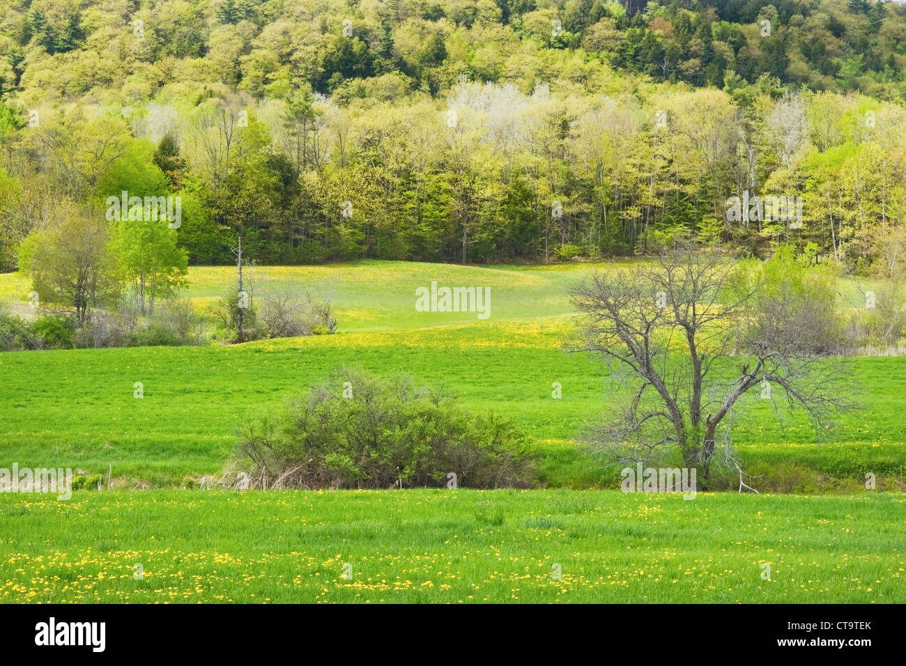 Löwenzahn blühen im Frühling auf dem Bauernhof Feld Maine. Stockfoto