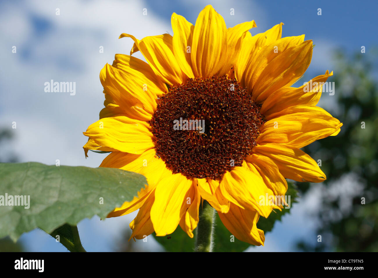 Blühende Sonnenblume (Helianthus Annuus) in einem Garten Stockfoto