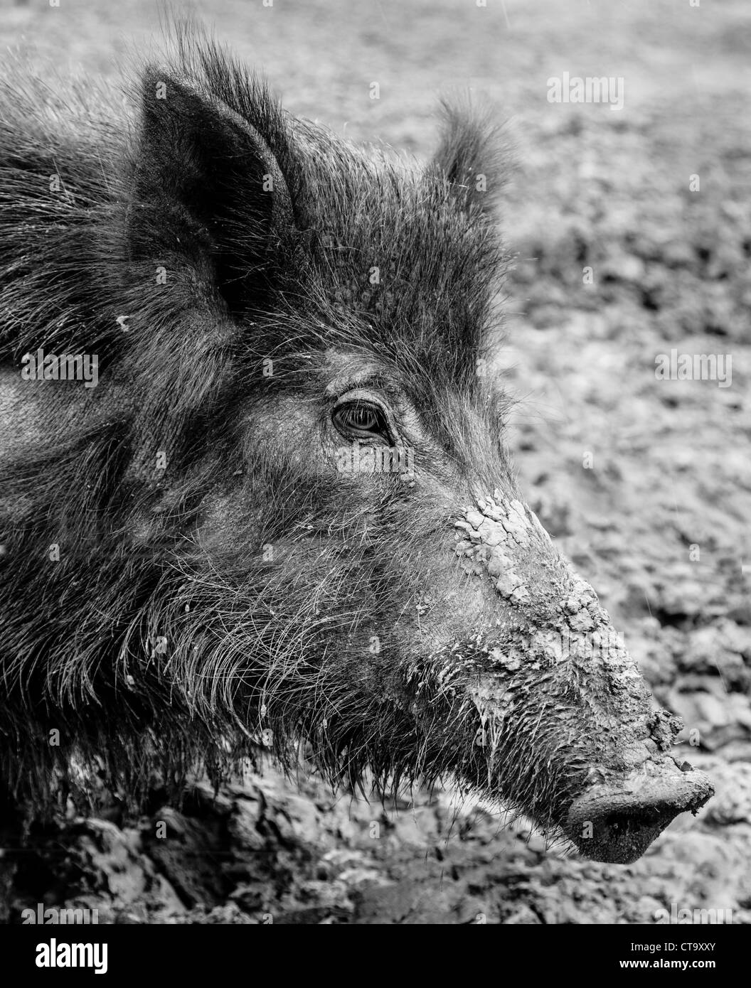 Schwarzen & weiße Bild von einem Erwachsenen weiblichen Wildschweine in Zoo einen Kinderbauernhof Stockfoto