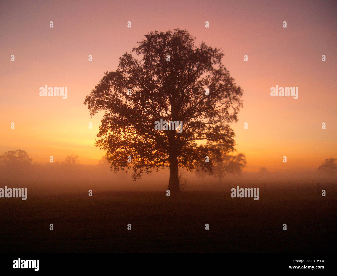 Nebel und Bäume in der Swindon Lydiard Park an einem kalten Wintermorgen eingefroren Stockfoto