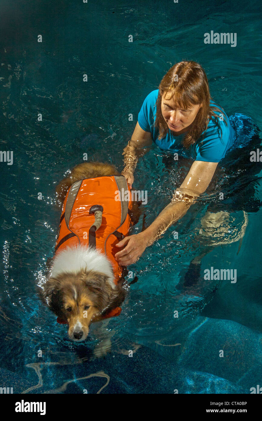 Ein registrierte Veterinär-Techniker in Oceanside, CA, übt einen Hund in einem speziellen Pool nach einer Hüftoperation. Hinweis-Jacke. Stockfoto