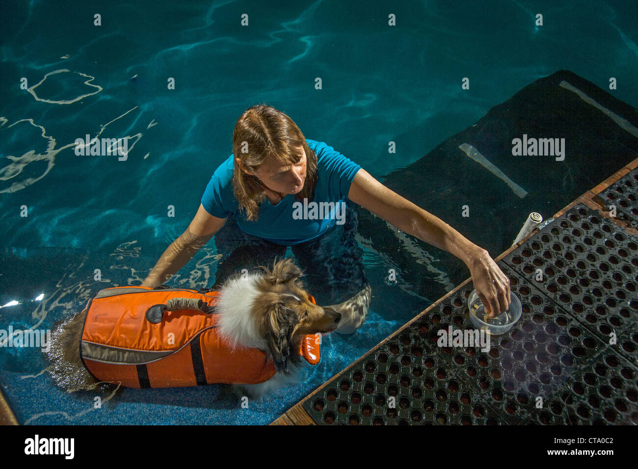 Ein registrierte Veterinär-Techniker in Oceanside, CA, übt einen Hund in einem speziellen Pool nach einer Hüftoperation. Hinweis-Jacke. Stockfoto