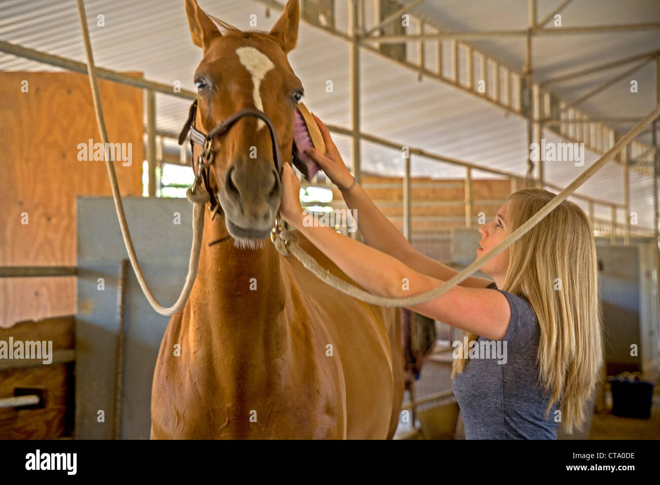 Mitglied im 4-H Club Teen Mädchen kümmert sich um ihr Pferd in einen REIT Stall in Coto de Caza, CA. Stockfoto