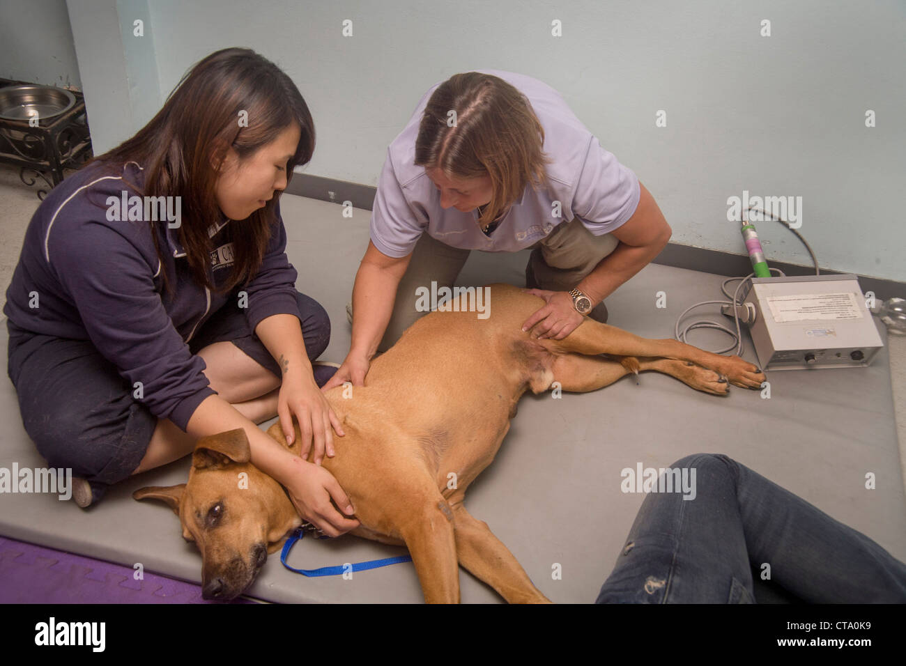 Genesung von einer Verletzung der Hinterhand, ist ein Rhodesian Ridgeback Hund von tierärztlichen Physiotherapeutin behandelt. Stockfoto