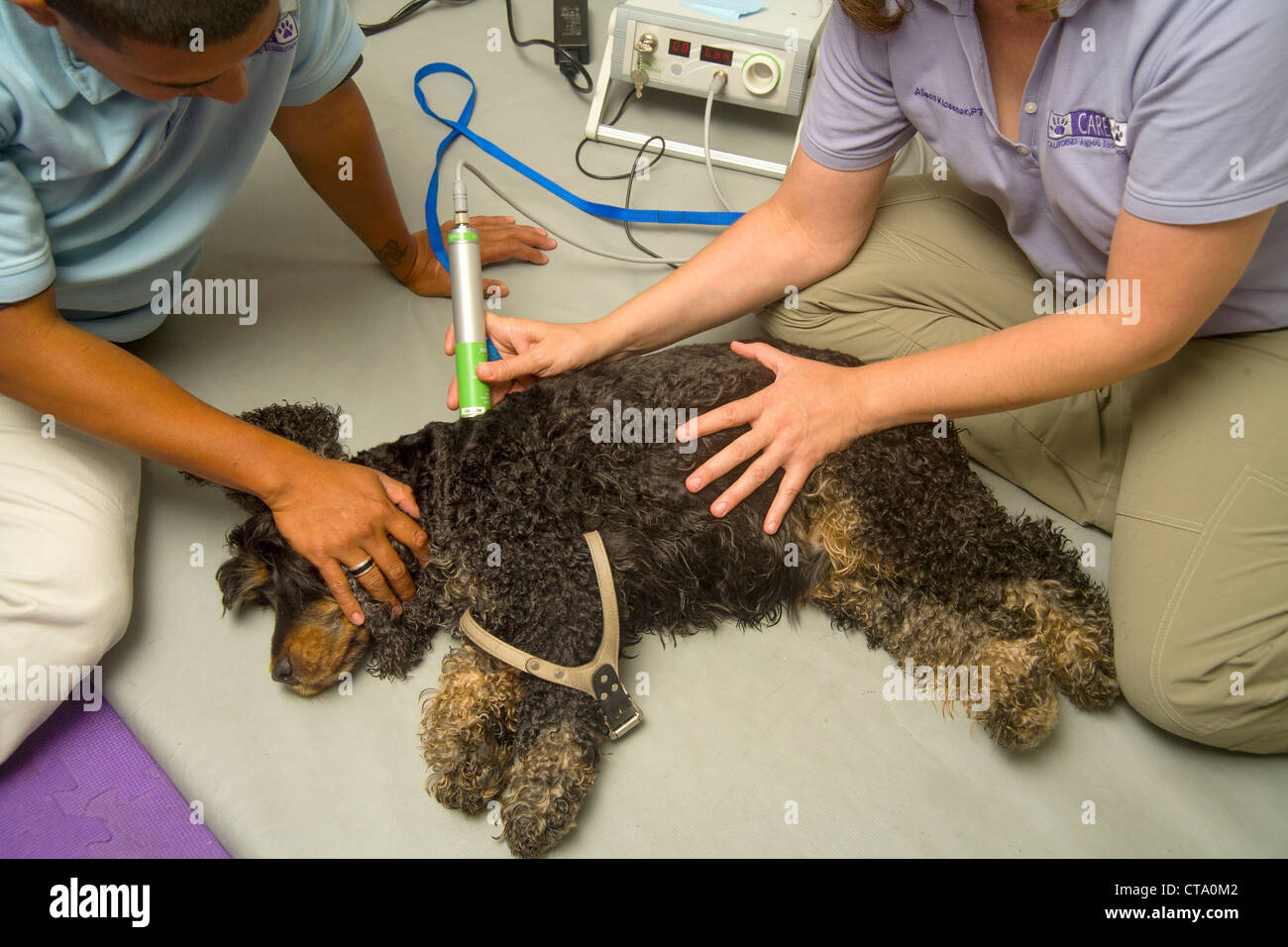 Genesung von Bandscheiben Bandscheibenerkrankungen, ist ein Hund mit einem therapeutischen Laser in eine Tierklinik in Santa Monica, CA behandelt. Stockfoto