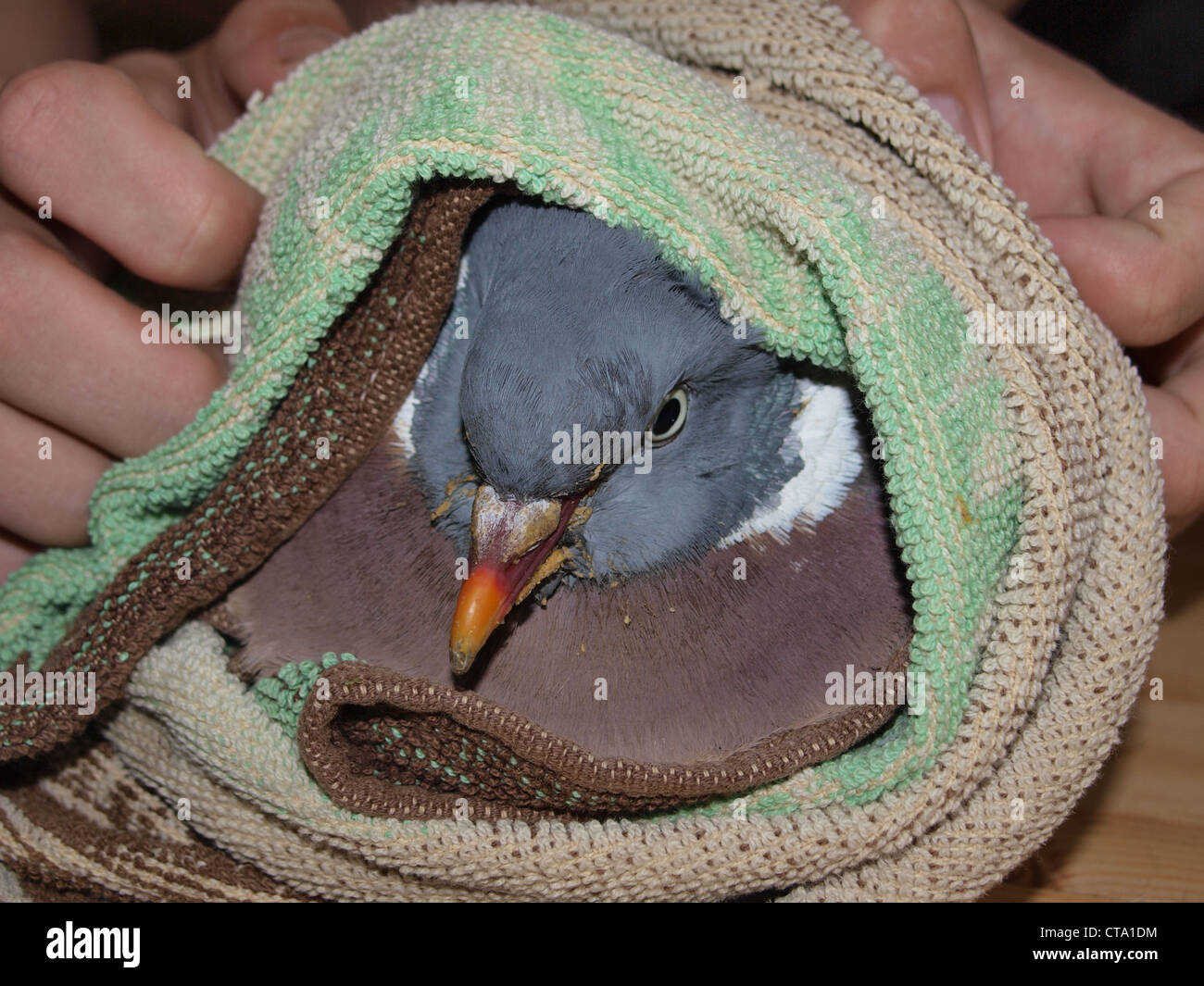 Verletzte Ringeltaube betreut. UK Stockfoto