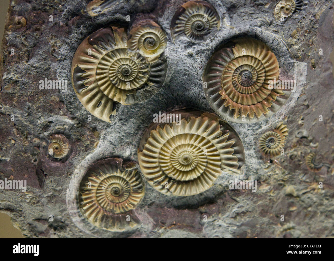 Fossilien von Ammoniten Stockfoto