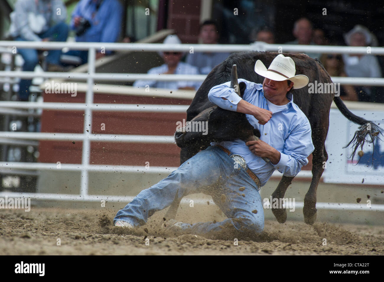 Steer-Ringer beim Calgary Stampede Rodeo Stockfoto