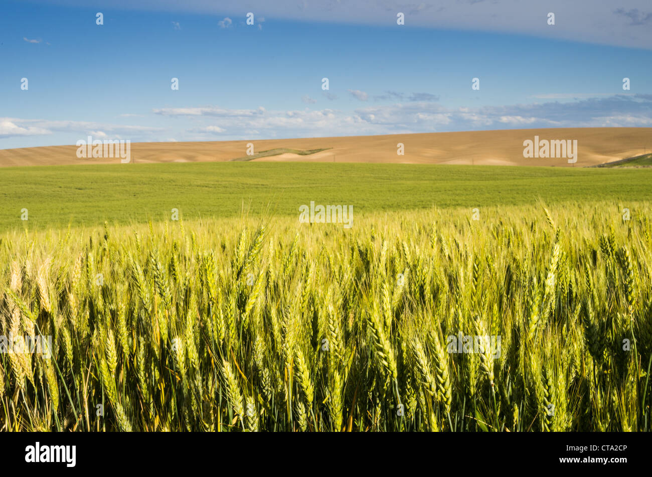 Ein Farmscape mit Weizen oder Getreide und hügelige Felder Stockfoto