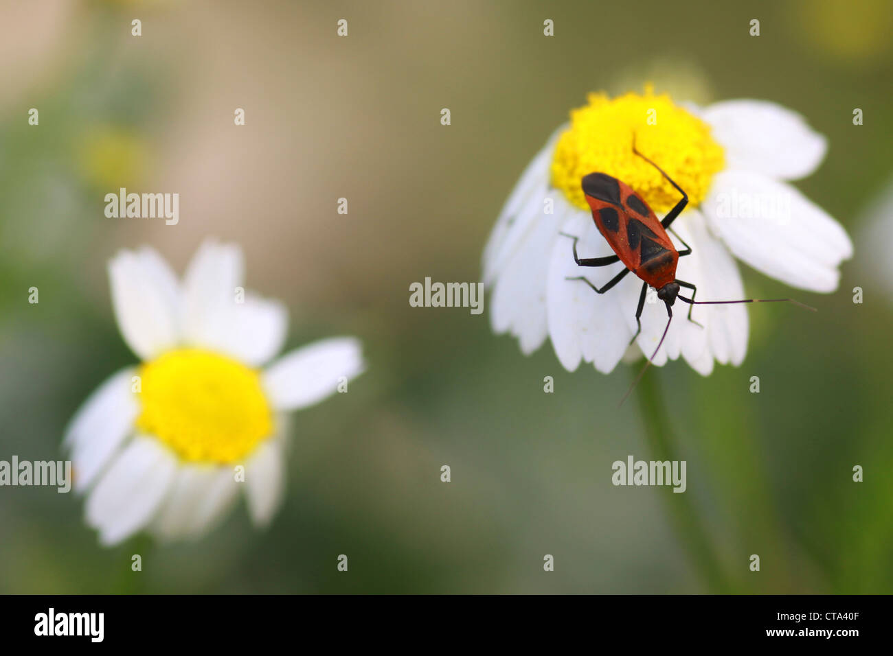 Firebug (Pyrrhocoris Apterus) auf eine gemeinsame Kamille (Anthemis Cotula) fotografiert in Israel im April Stockfoto