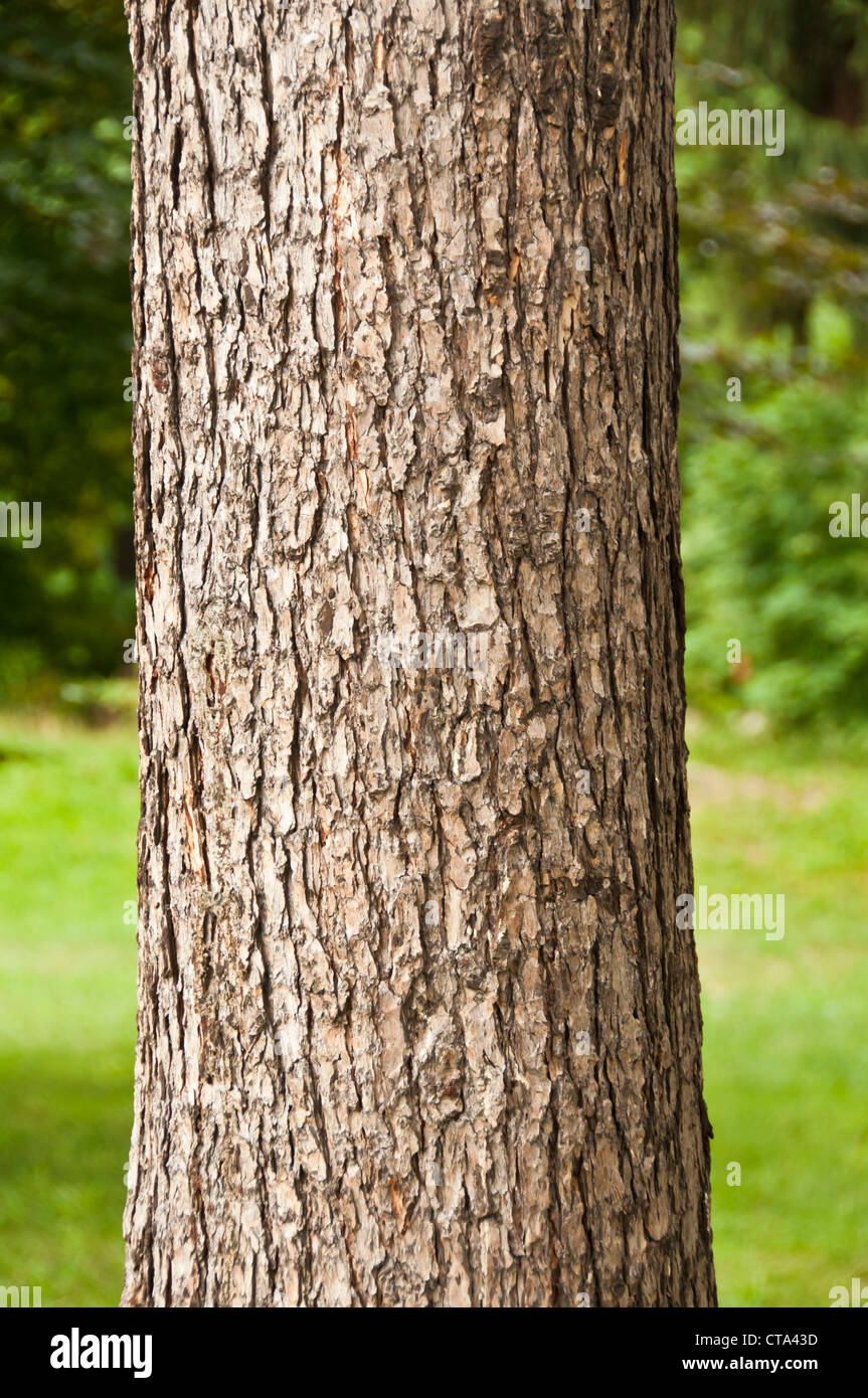 Baumstamm Stockfoto