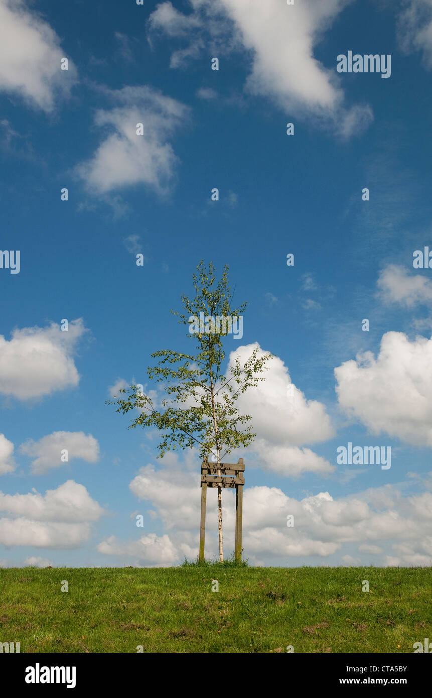 Support für einzelne Tree im städtischen Park, Norfolk, england Stockfoto