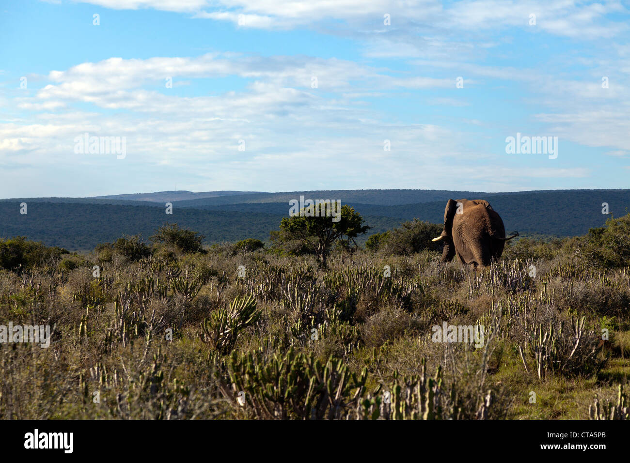 Elefantenbulle im Grasland von einem privaten Wildreservat, Eastern Cape, Südafrika Stockfoto