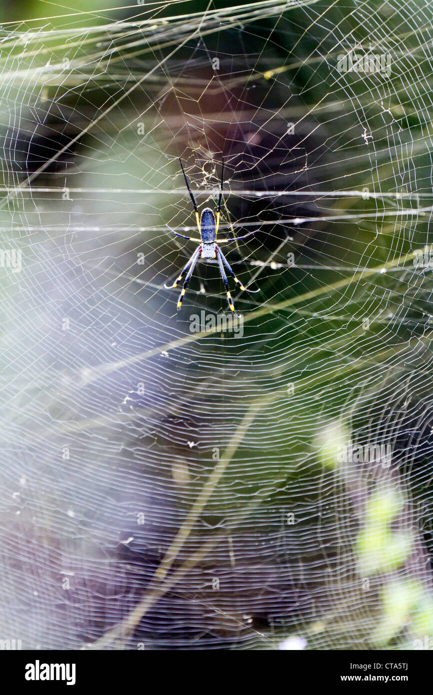 Weibliche golden Orb Spinne im Netz, Eastern Cape, Südafrika Stockfoto