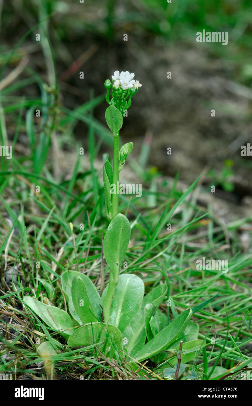 BROOKWEED Samolus Valerandi (Primulaceae) Stockfoto
