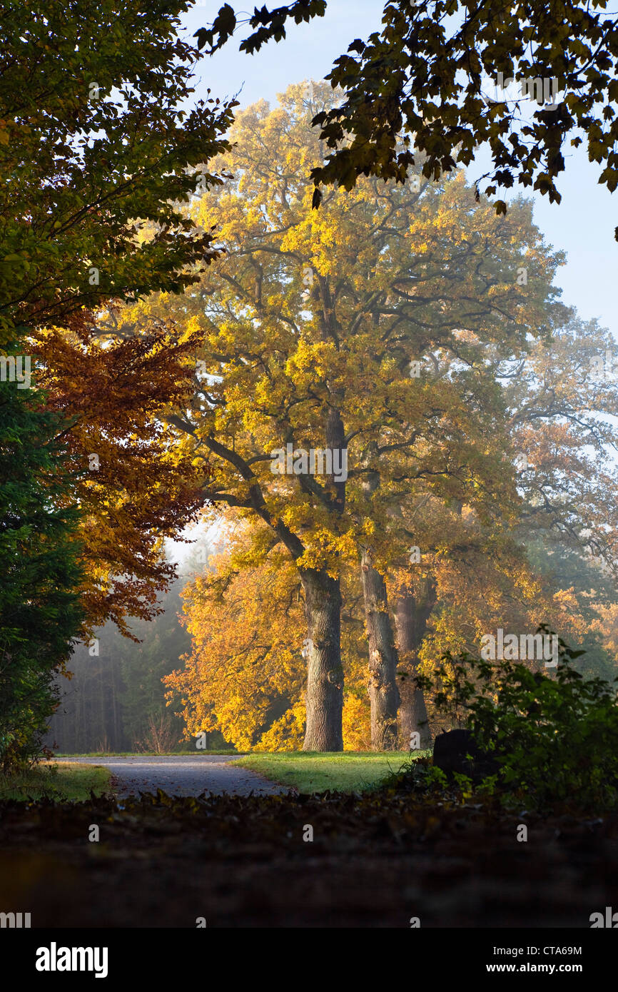 Park mit alten Bäumen im Herbst, Oberbayern, Deutschland Stockfoto