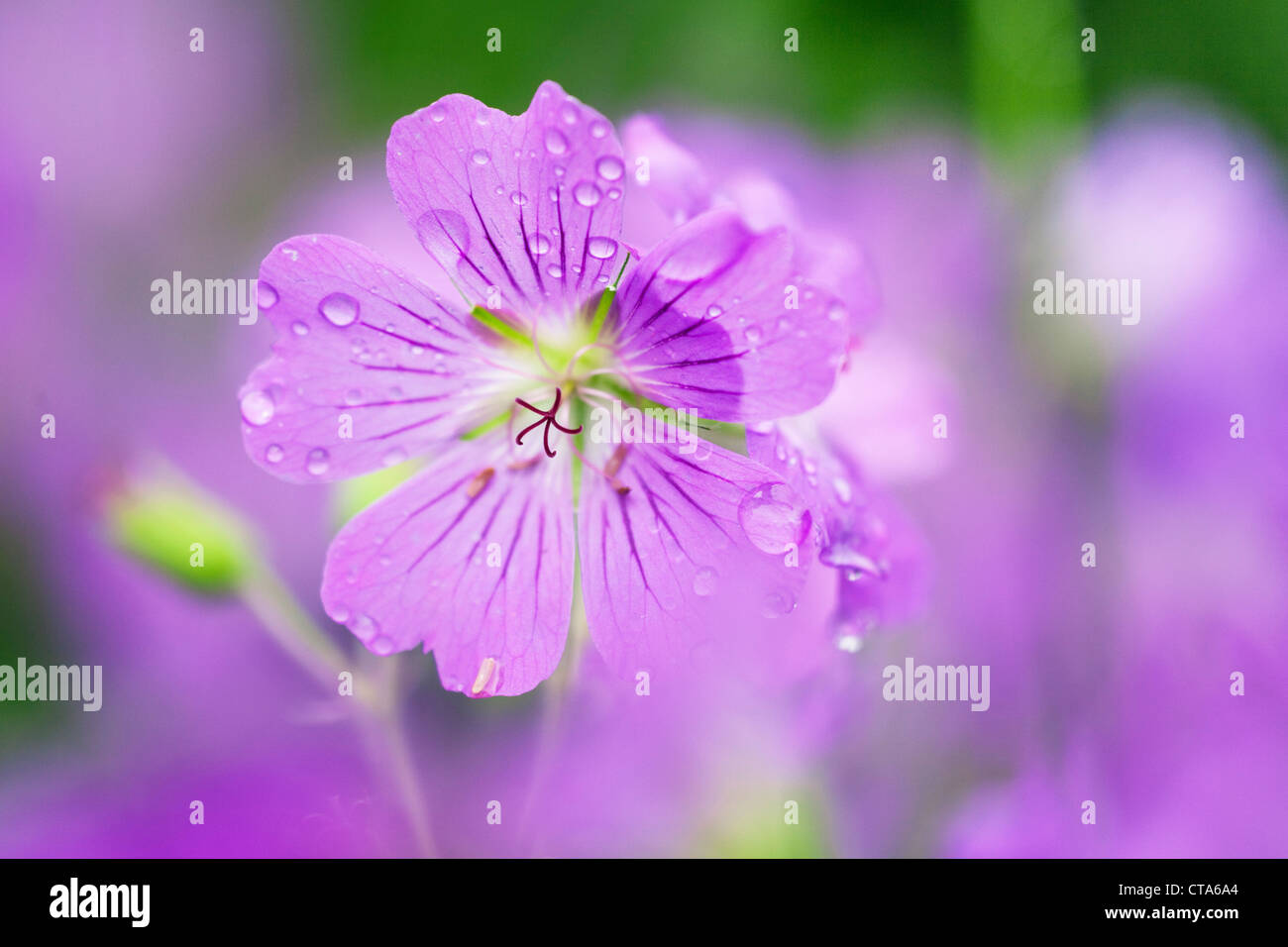 Wiesen-Storchschnabel, Geranium Pratense, Bayern, Deutschland Stockfoto