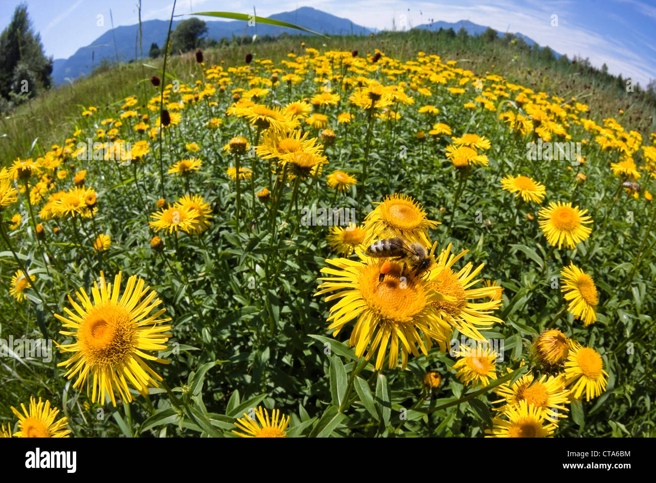 Eine Biene auf einer gelben Oxeye Daisy (Buphthalmum Salicifolium), Oberbayern, Deutschland Stockfoto