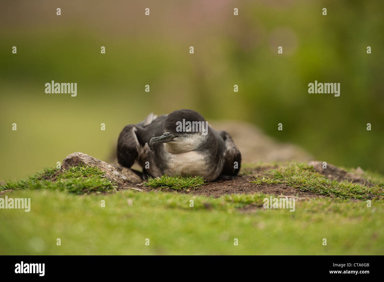 Manx Shearwater in daytime, Stockfoto