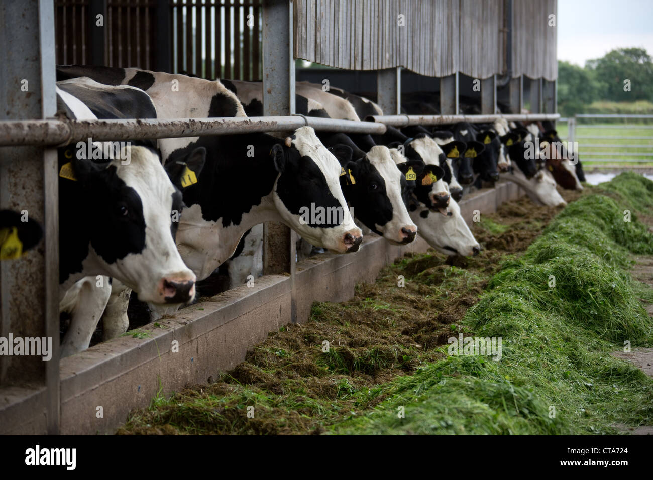 Kühe essen silage Stockfoto