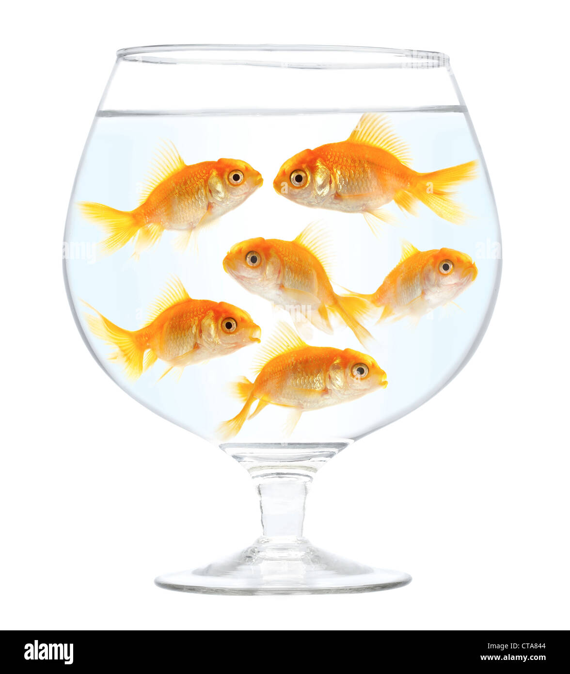 Aquarium mit kleinen Goldfische auf weißem Hintergrund Stockfoto