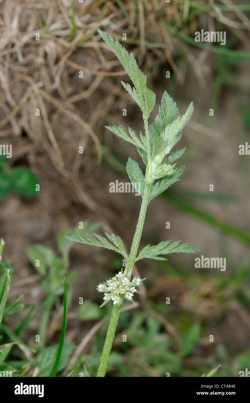 GEKNOTETE HEDGE-Petersilie Torilis Nodosa (Apiaceae) Stockfoto