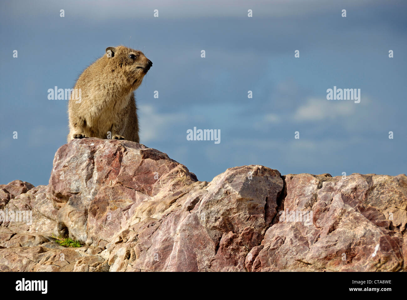 Rock Hyrax oder Cape Hyrax - Procavia Capensis - auf Felsen, Hermanus, Südafrika Stockfoto