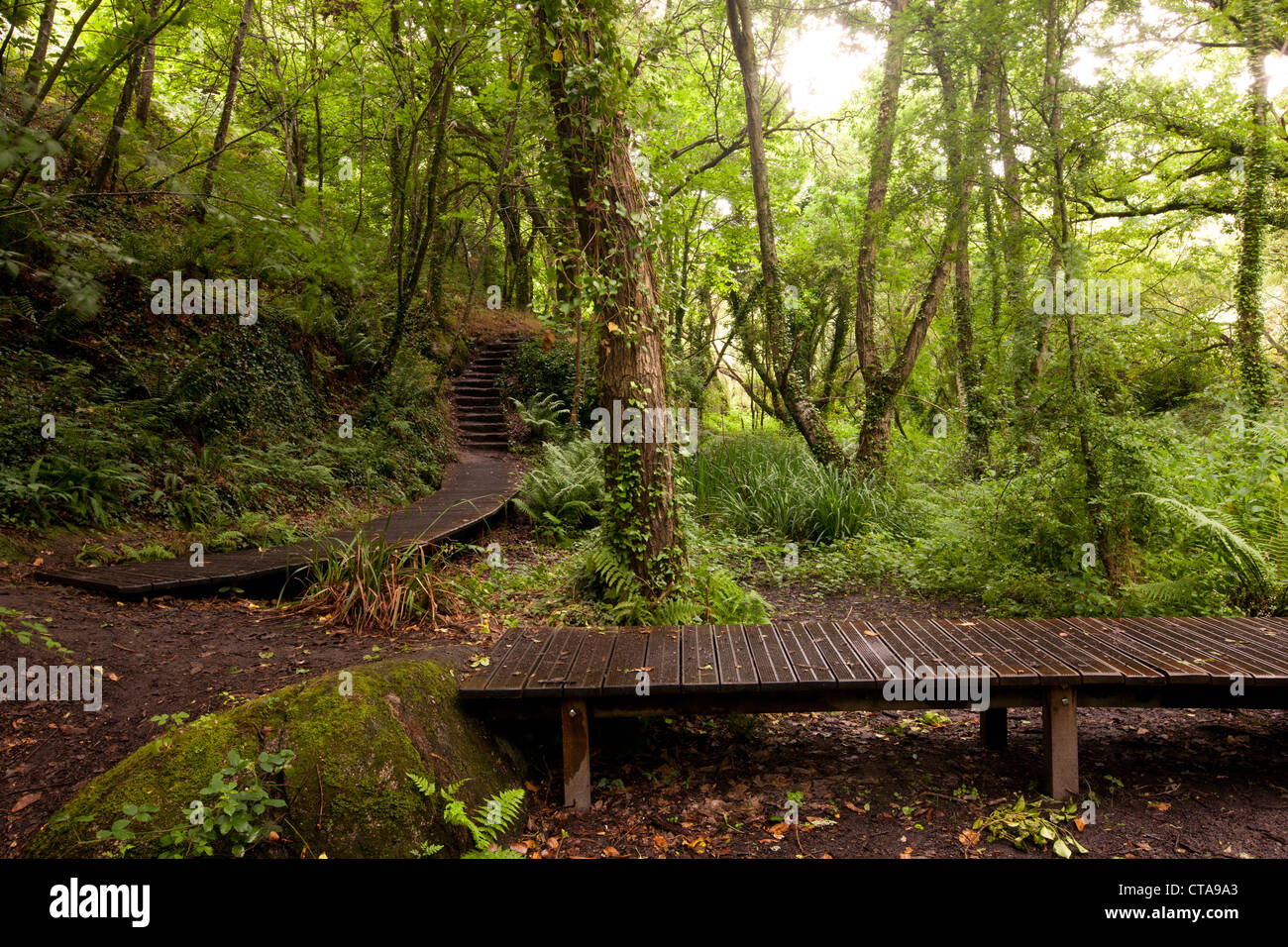 Holzweg in einem Wald, Traouiero Tal, rosa Granit Küste, Perros-Guirec, Cotes d Armor, Bretagne, Frankreich Stockfoto