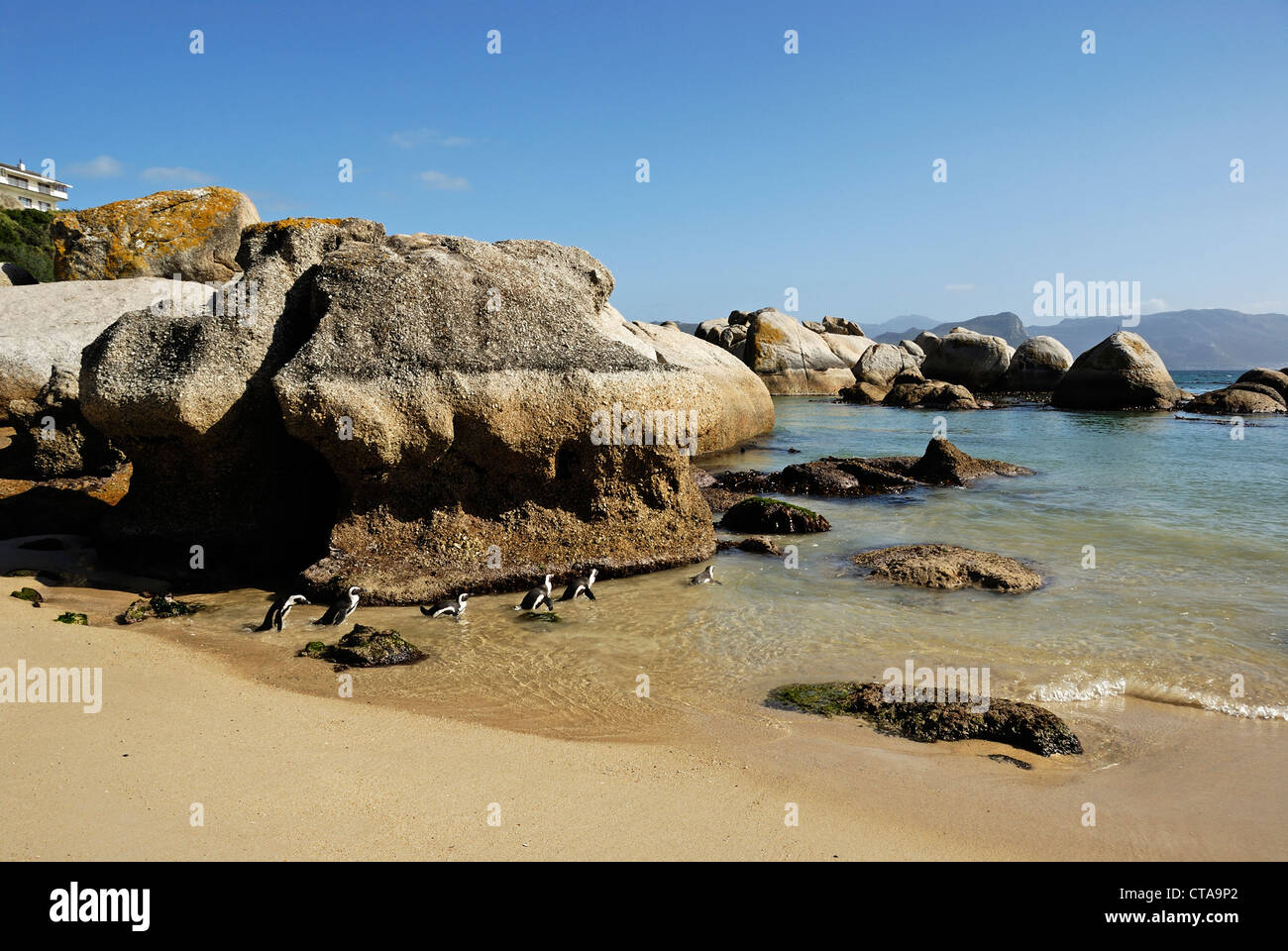 Black Footed Jackass Pinguine (Speniscus Demersus) schwimmen am Boulders Beach, Simons Town, South Western Cape, Südafrika Stockfoto