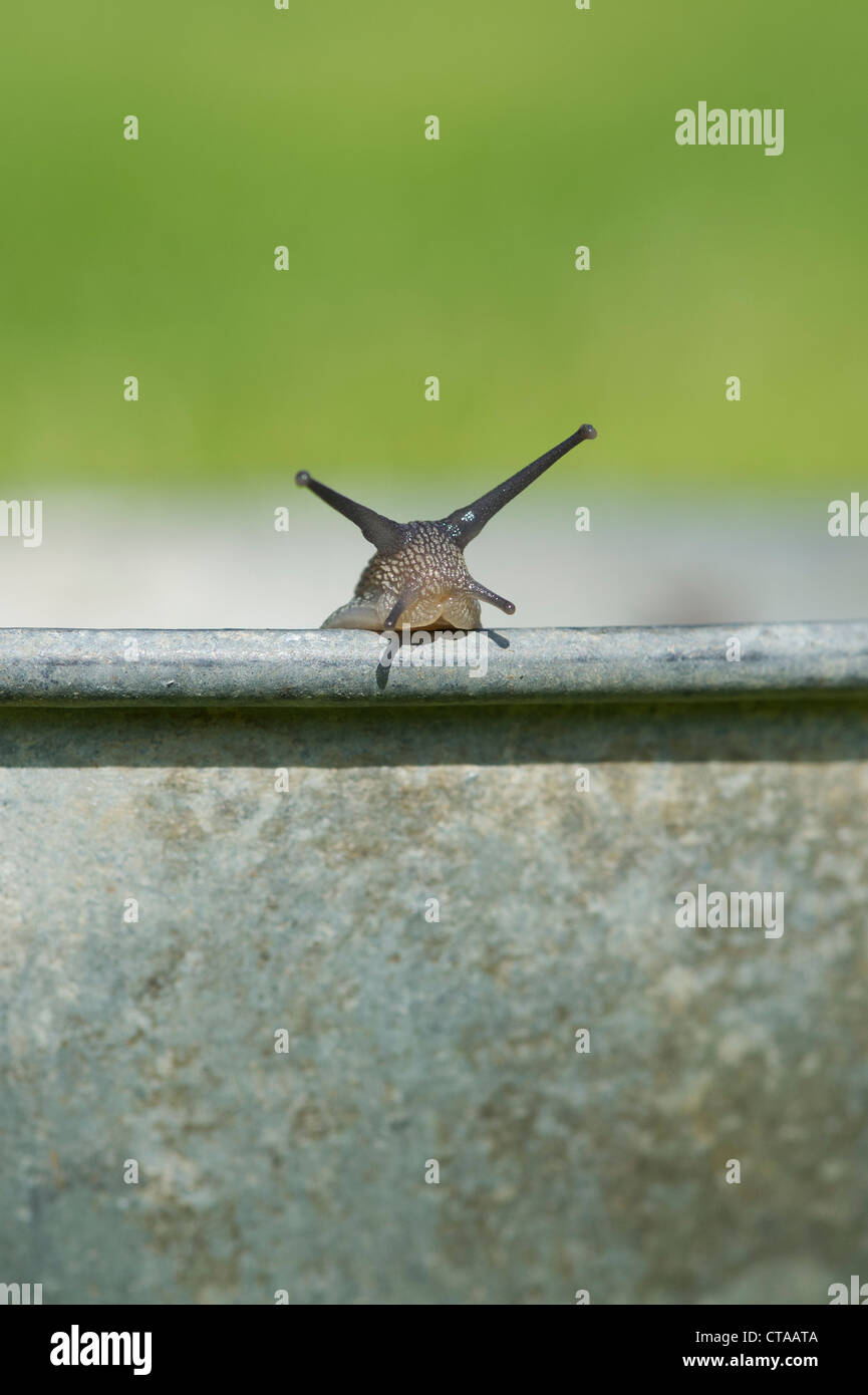 Gesammelten Schnecken in einem Metall Topf herausnehmen aus einem Bio-Garten Stockfoto