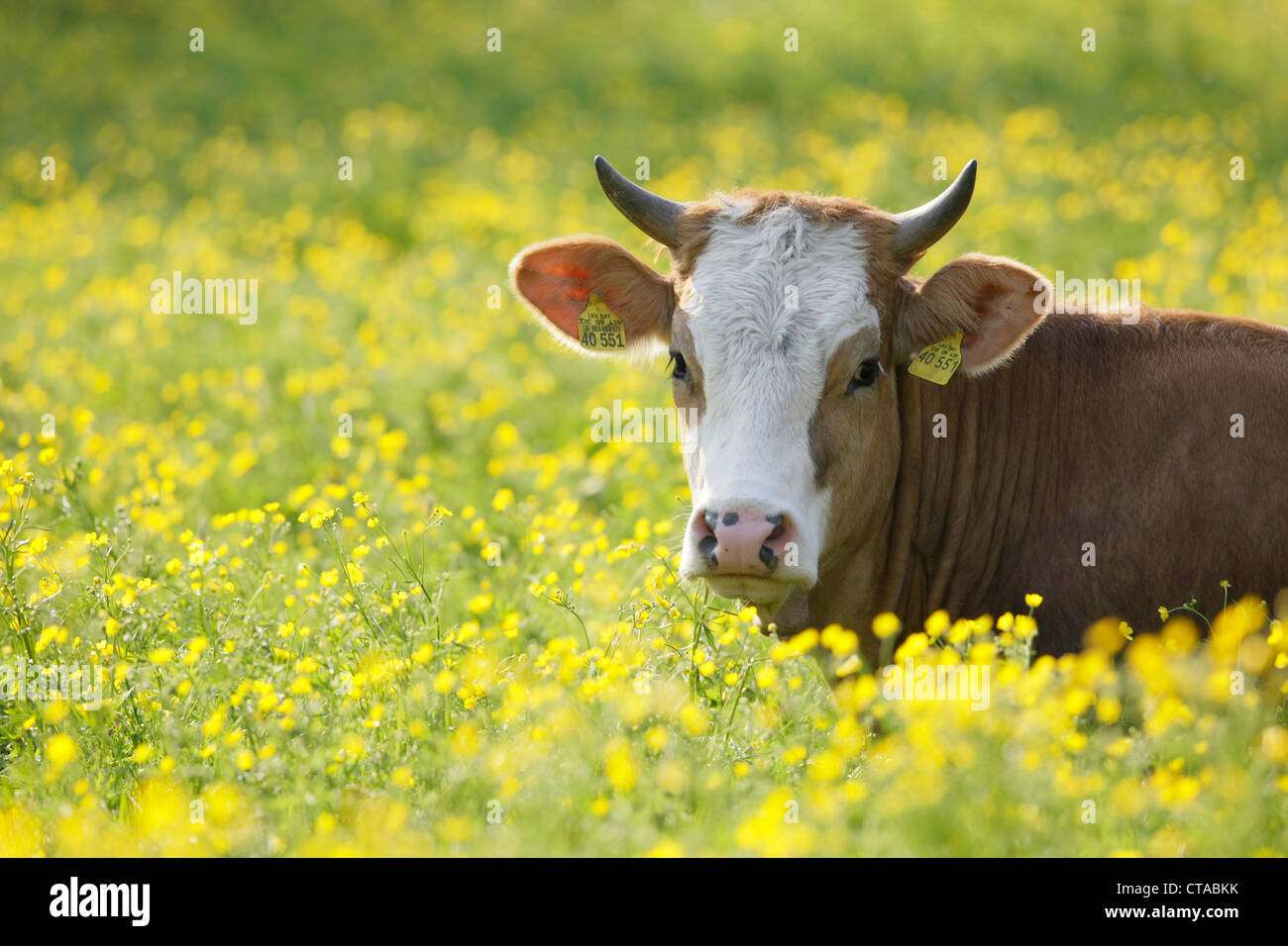 Junge Kuh liegend auf einer Frühlingswiese, Hausrind, Muensing, Bayern, Deutschland Stockfoto