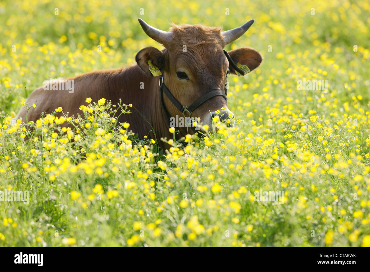 Junge Kuh liegend auf einer Frühlingswiese, Hausrind, Muensing, Bayern, Deutschland Stockfoto