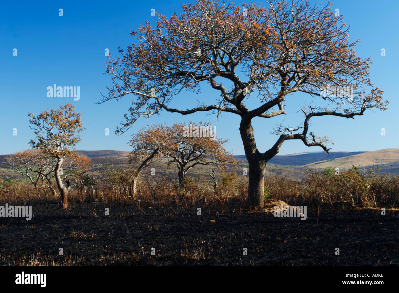 Feuer geschwärzt Bushveld im Hluhluwe-Umfolozi Game Reserve, Kwazulu Natal, Südafrika Stockfoto