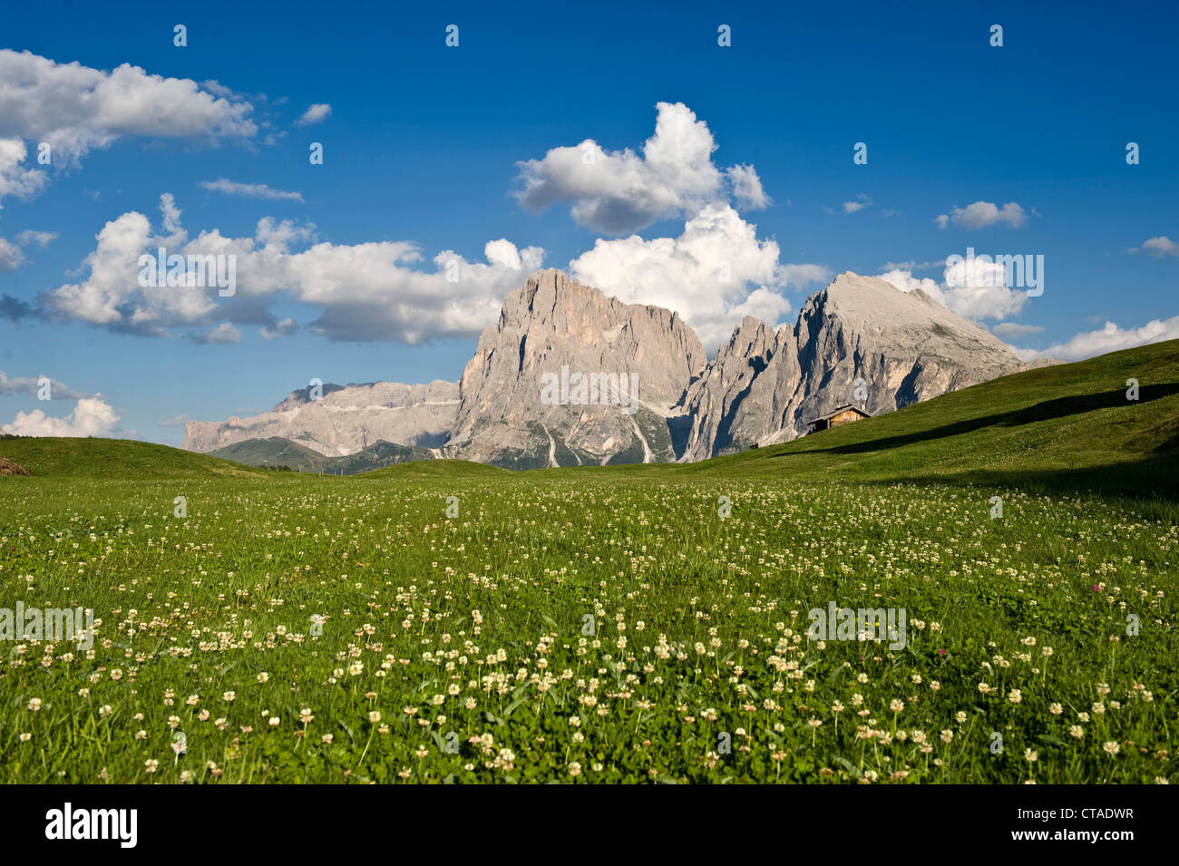 Blumenwiese im Tal, Langkofel, Plattkofels, Seiser Alm, Valle Isarco, Südtirol, Trentino-Alto Adige, Italien Stockfoto