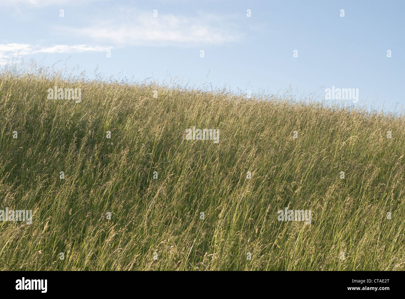 Einfache Wiese mit blauem Himmel im Sommer Stockfoto