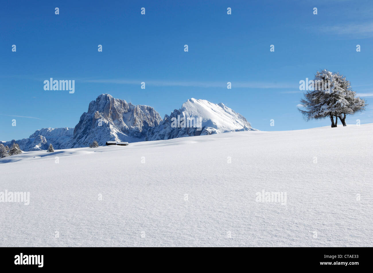 Neuschnee, Plattkofels Alm, Seiser Alm, Valle Isarco, Südtirol, Trentino-Alto Adige, Italien Stockfoto