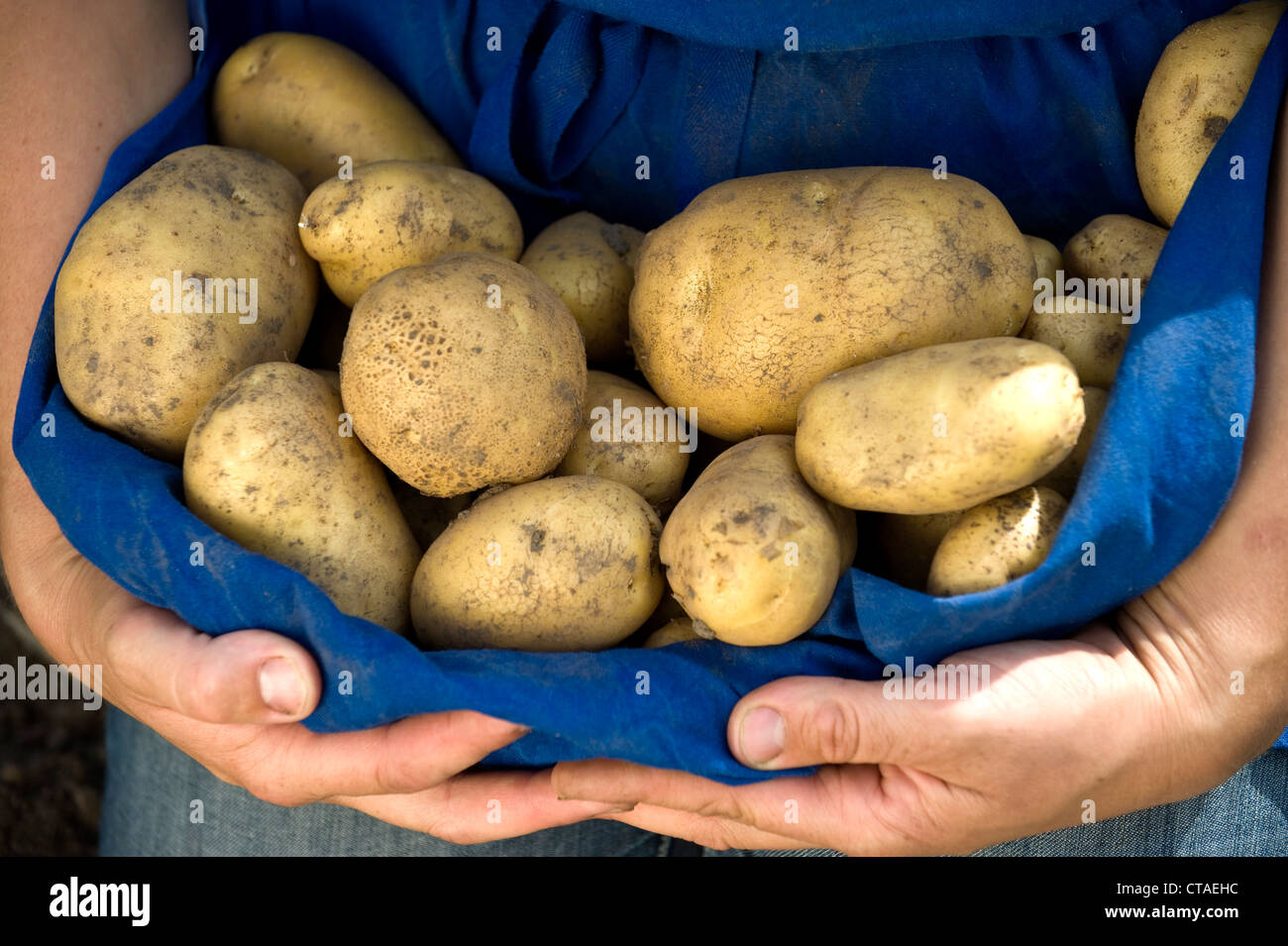 Frau, die Kartoffel-Ernte in Schürze, Südtirol, Trentino-Alto Adige, Italien Stockfoto