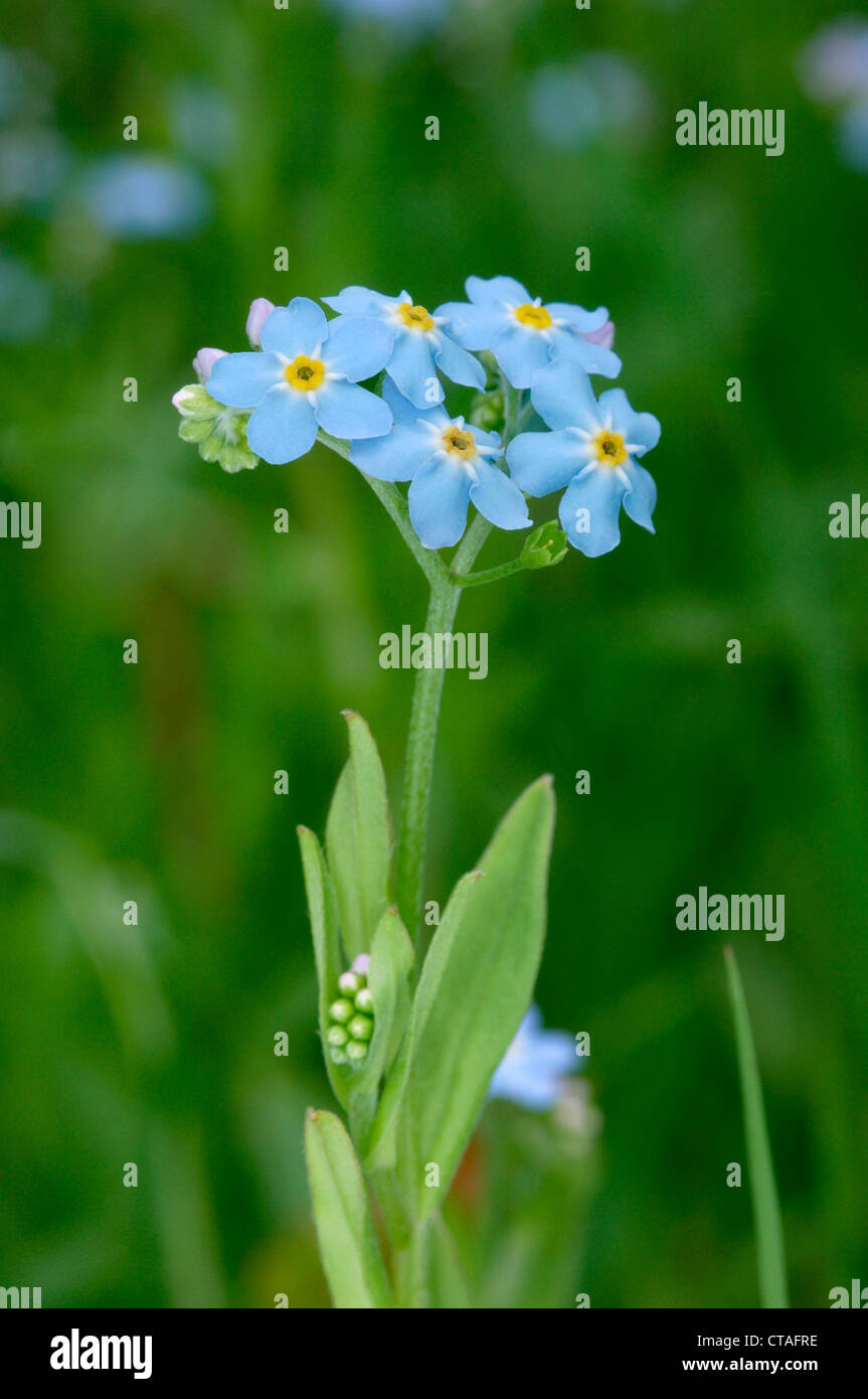 Wasser-Vergissmeinnicht Myosotis Scorpioides (Boraginaceae) Stockfoto