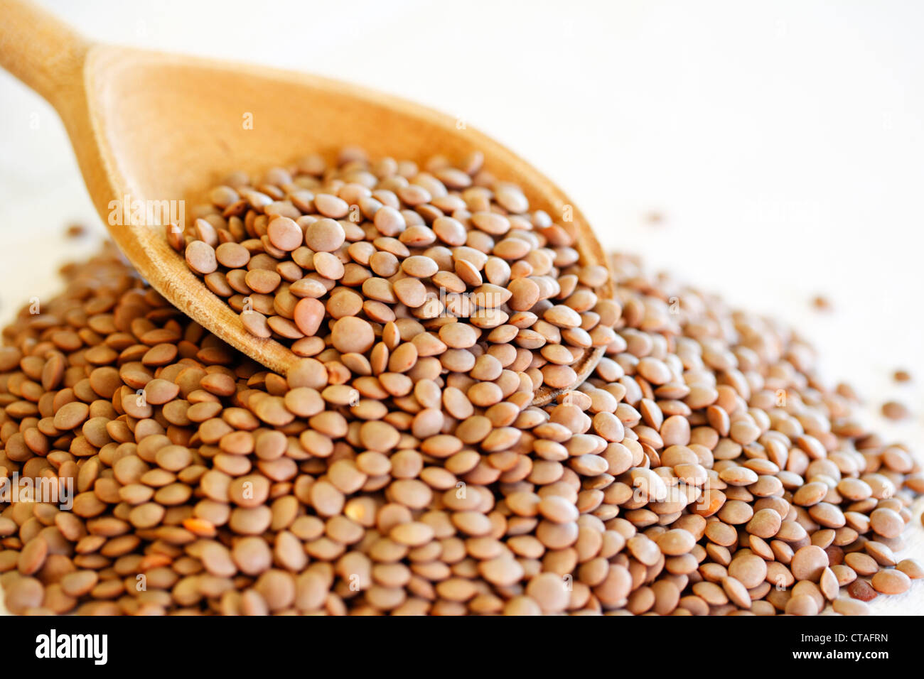Braune Linsen (Lens Culinaris) Stockfoto