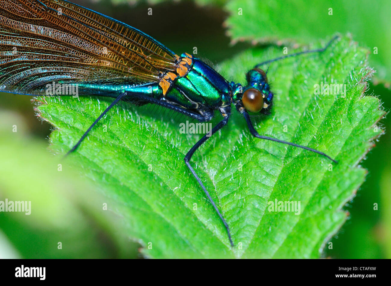 Männliche schöne Prachtlibelle im Ruhezustand. Dorset, UK Juni 2012 Stockfoto