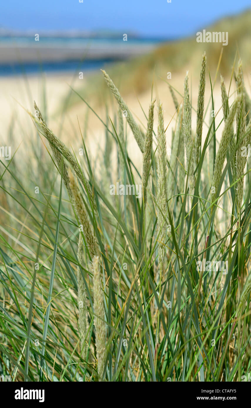 Dünengras und Blick auf Meer und St. Ives Hayle Cornwall UK Stockfoto