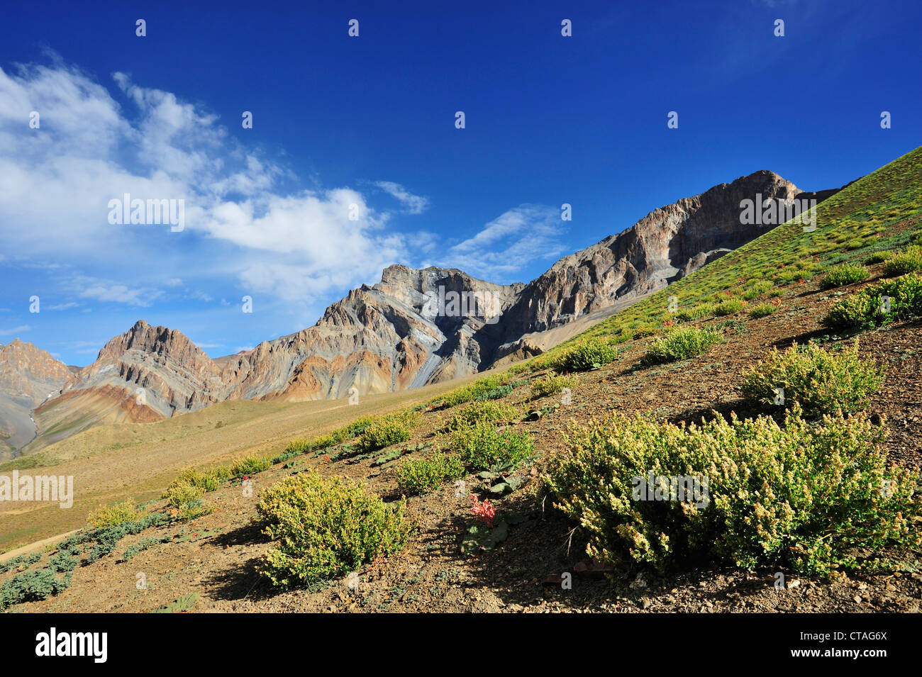 Magere Pflanzen im Wüstenklima, Sengi La Sengge La Zanskar Bereich durchqueren, Zanskar Range, Zanskar, Ladakh, Indien Stockfoto