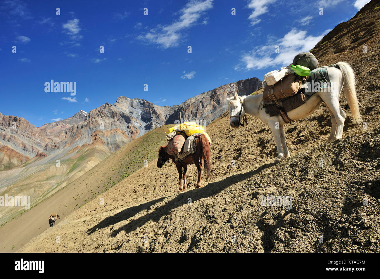 Pferde als Packtiere Abstieg vom Pass, Kiupa La, Zanskar Bereich durchqueren, Zanskar Range, Zanskar, Ladakh, Indien Stockfoto