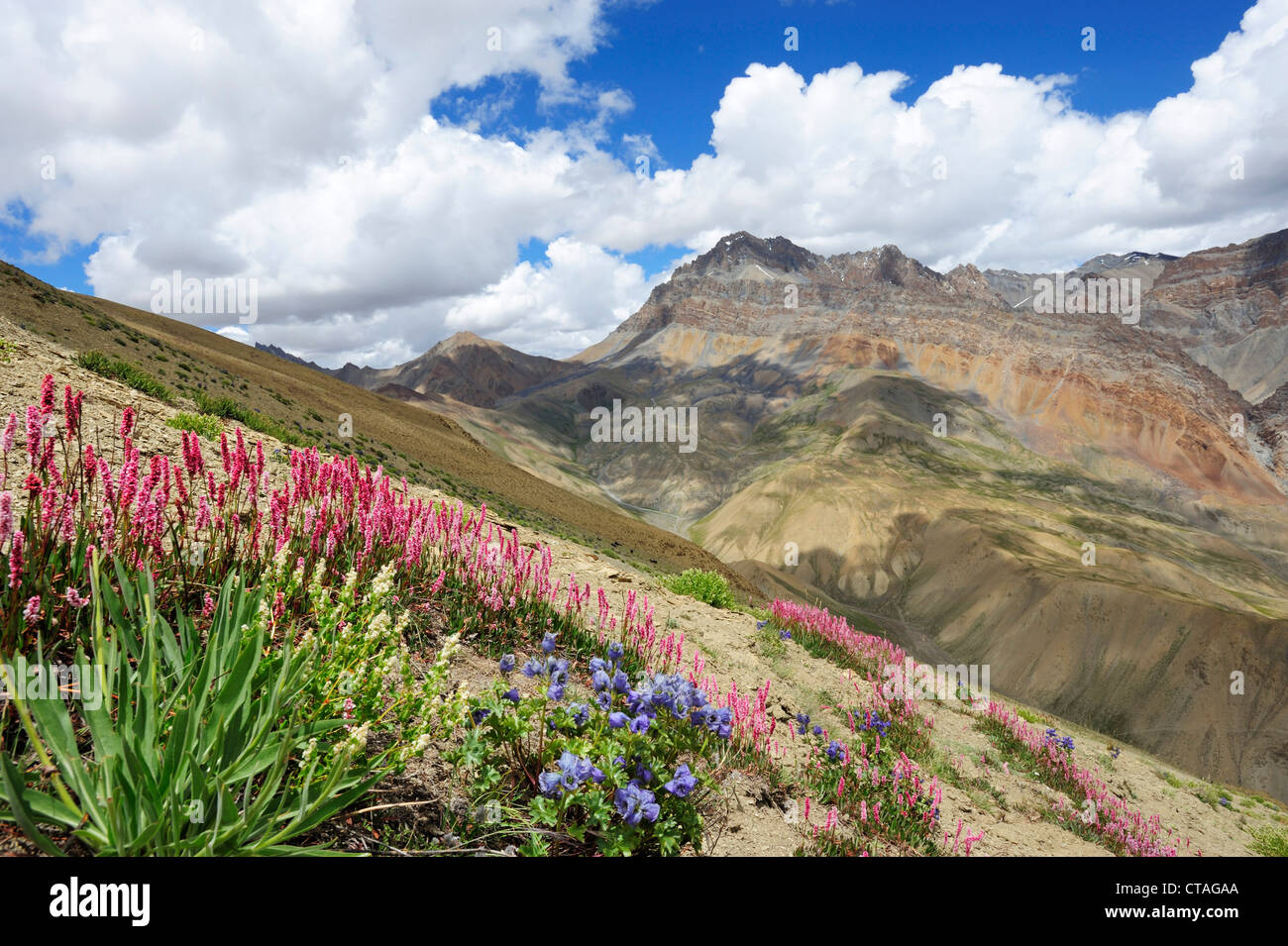 Magere Wiese mit Blumen mit wüstenähnliche Bergen im Hintergrund, Hanuma La Lingshed, Zanskar Bereich durchqueren, Zanskar-Sortiment Stockfoto