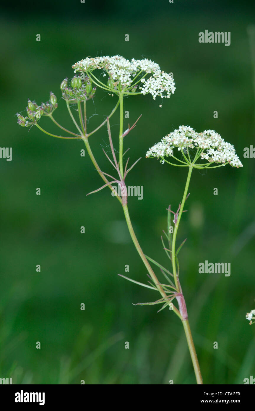 PIGNUT Conopodium Majus (Apiaceae) Stockfoto