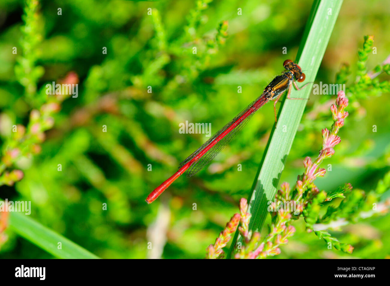 Eine kleine rote Damselfly auf ein Rohr UK Stockfoto