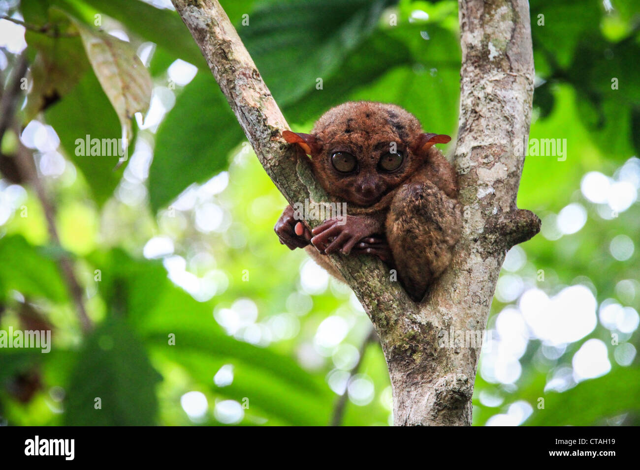 Die endemische Koboldmaki in Philippinen Stockfoto