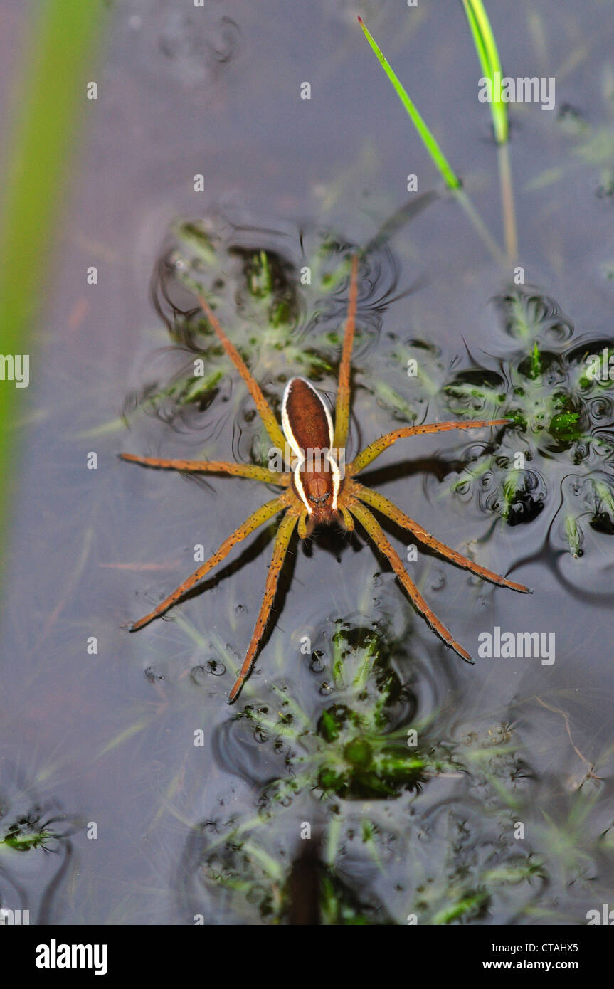 Eine Spinne Floß auf einem Teich UK Stockfoto